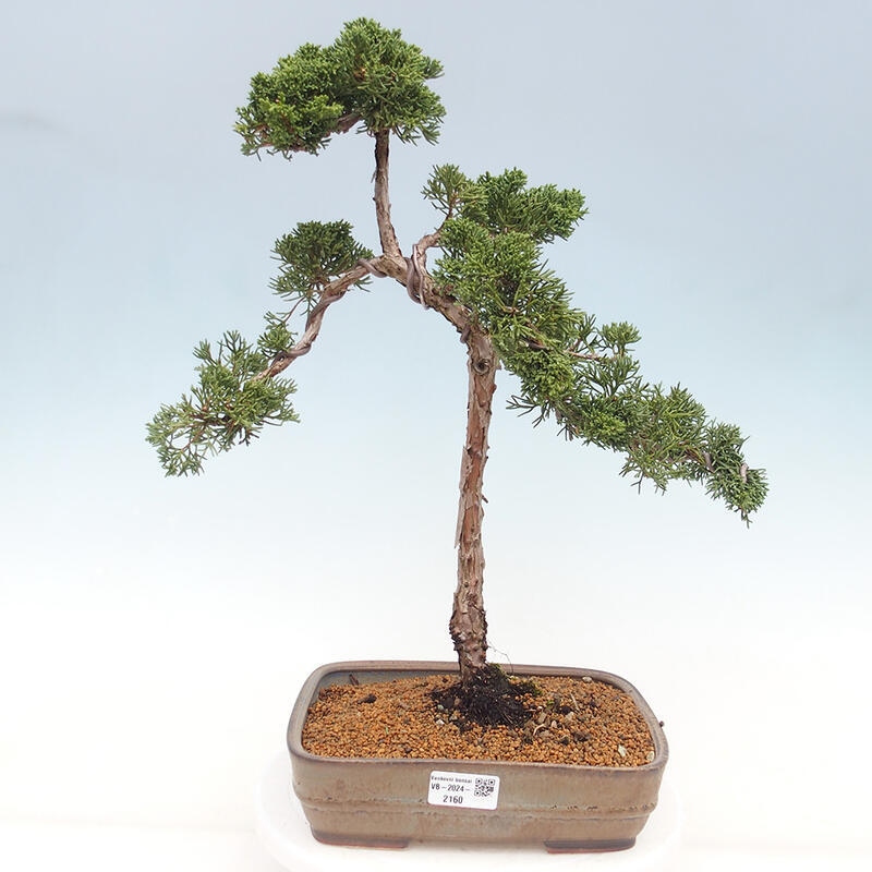 Bonsai für draußen - Juniperus chinensis Kishu