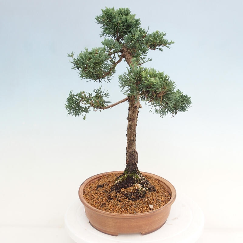 Bonsai für draußen - Juniperus chinensis Kishu