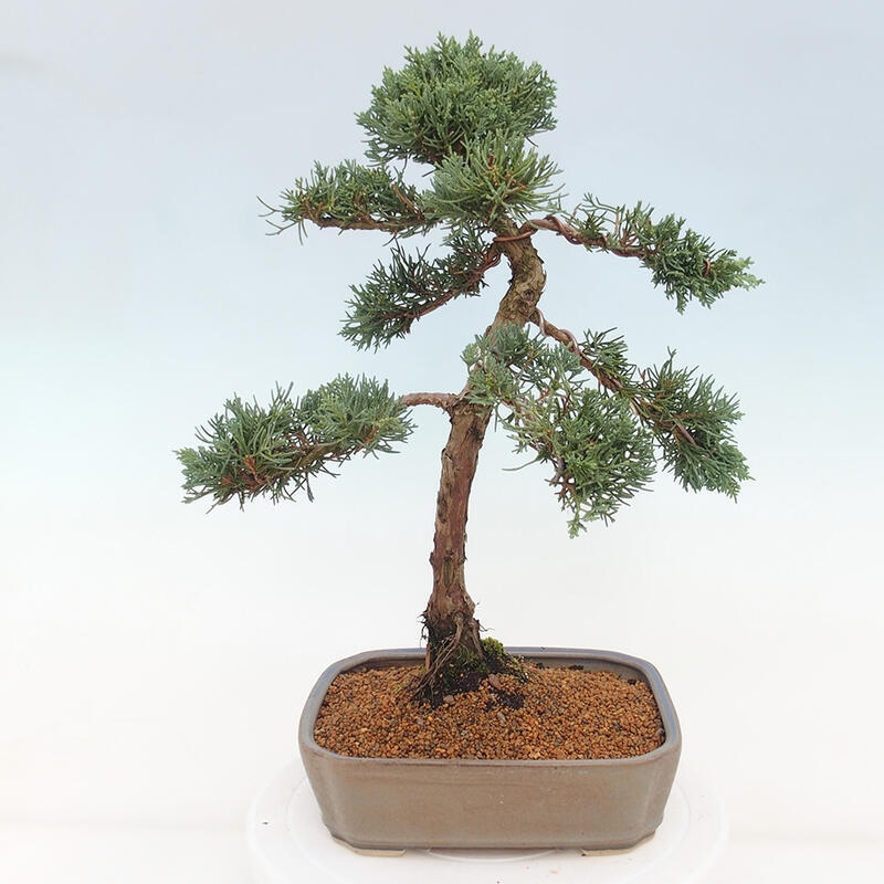 Bonsai für draußen - Juniperus chinensis Kishu