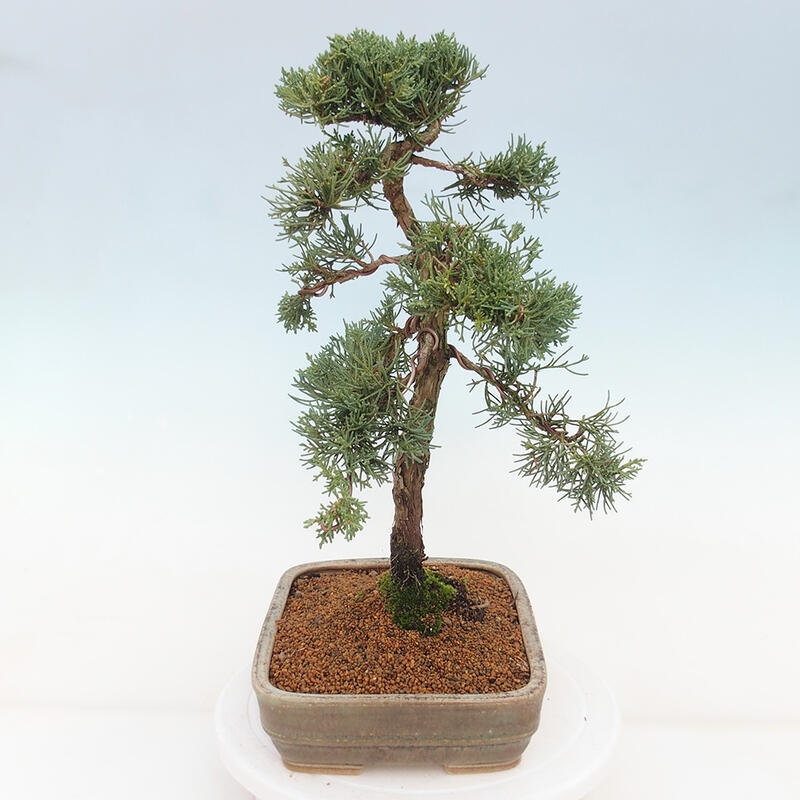 Bonsai für draußen - Juniperus chinensis Kishu