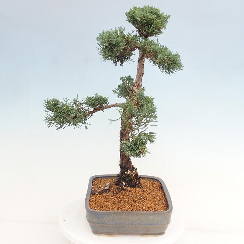 Bonsai für draußen - Juniperus chinensis Kishu