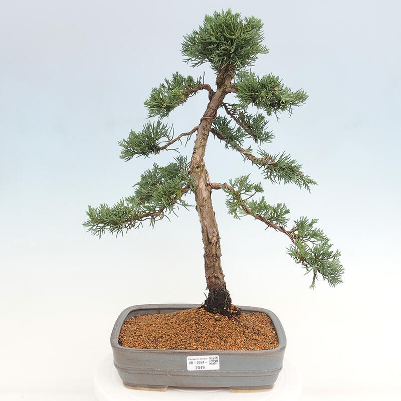 Bonsai für draußen - Juniperus chinensis Kishu