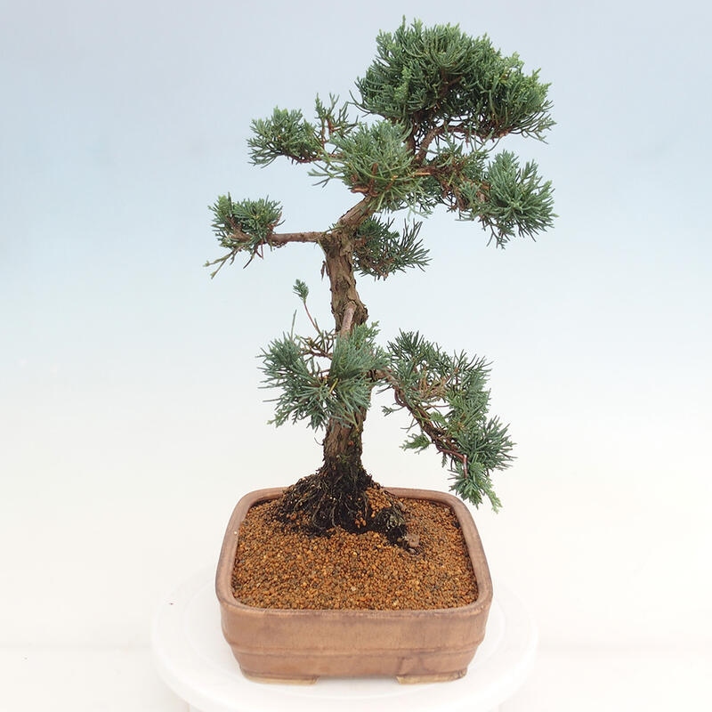 Bonsai für draußen - Juniperus chinensis Kishu