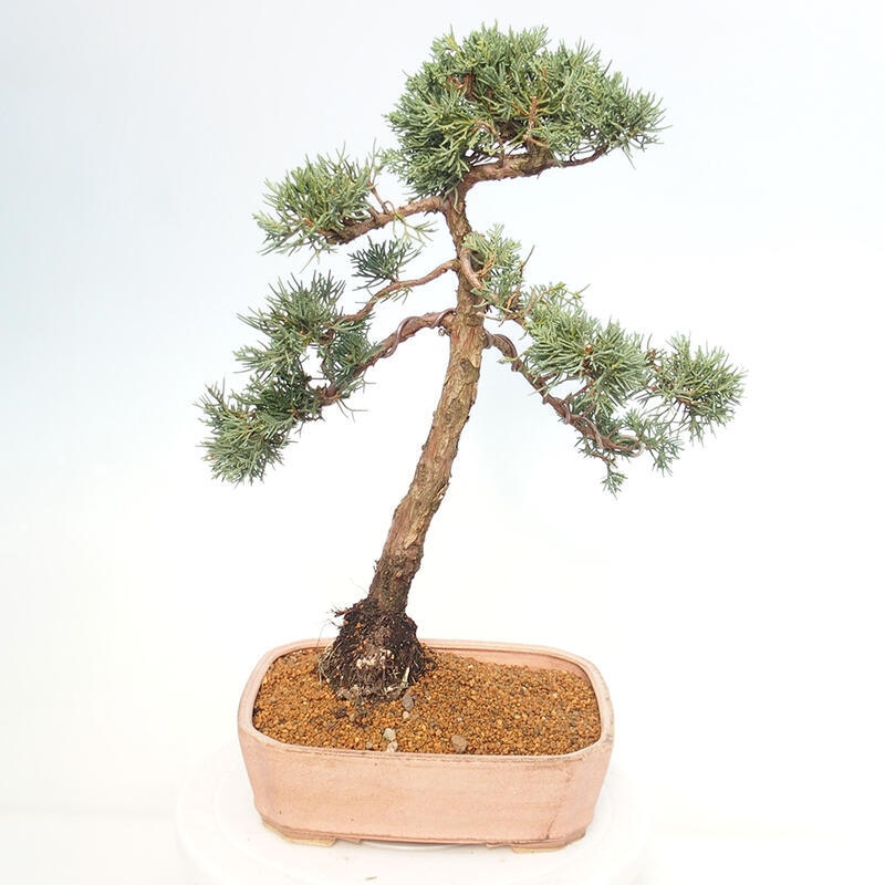 Bonsai für draußen - Juniperus chinensis Kishu