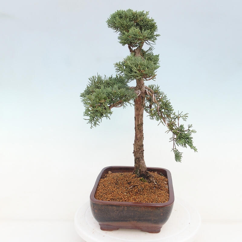 Bonsai für draußen - Juniperus chinensis Kishu