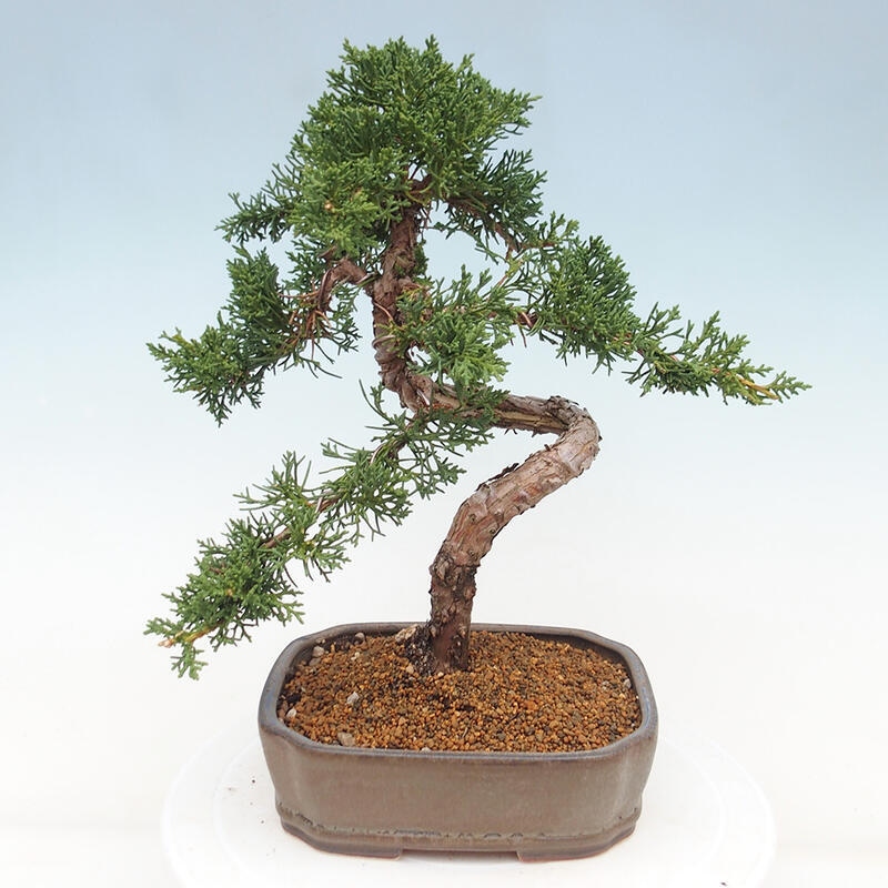 Bonsai für draußen - Juniperus chinensis Kishu