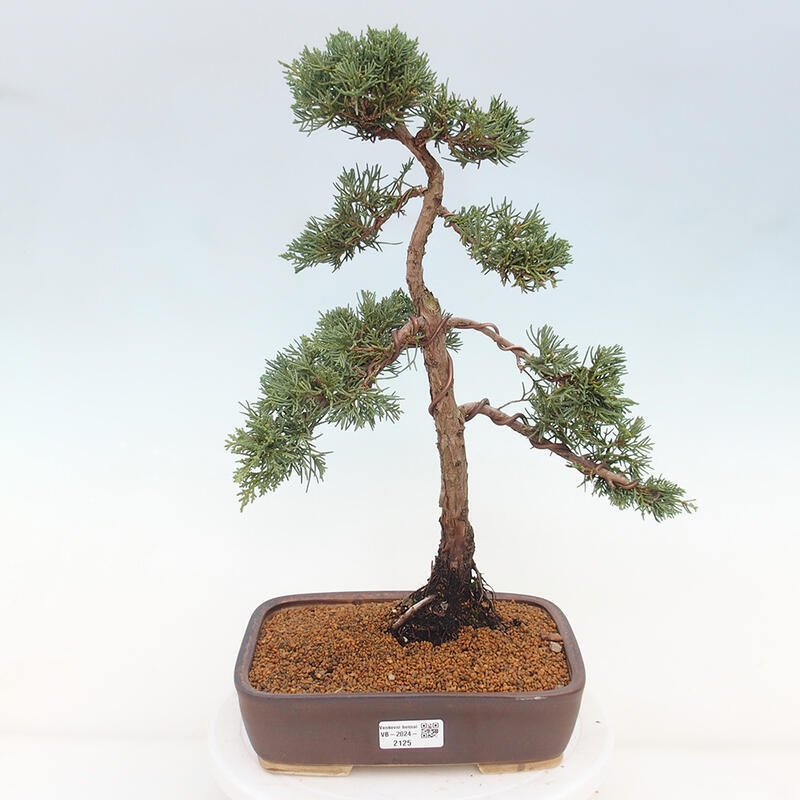 Bonsai für draußen - Juniperus chinensis Kishu