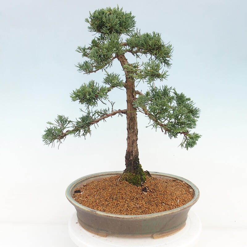 Bonsai für draußen - Juniperus chinensis Kishu