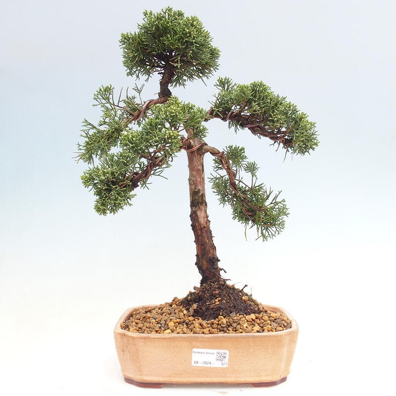 Bonsai für draußen - Juniperus chinensis Kishu