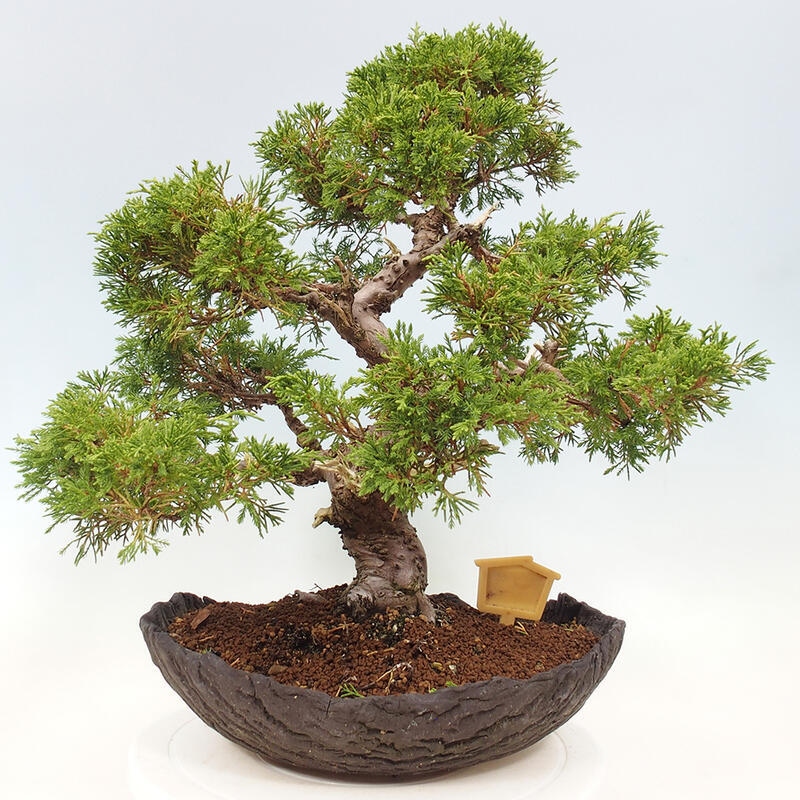 Bonsai für draußen - Juniperus chinensis Kishu