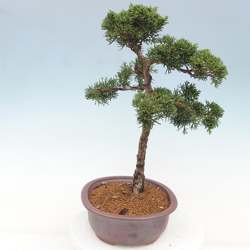 Bonsai für draußen - Juniperus chinensis Kishu