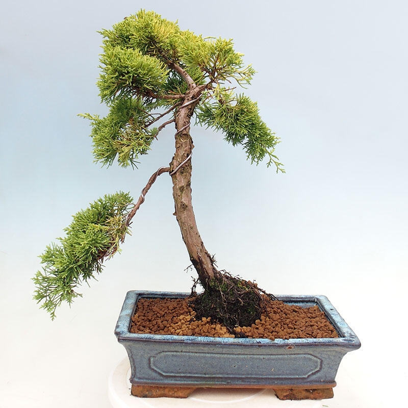 Bonsai für draußen - Juniperus chinensis plumosa aurea