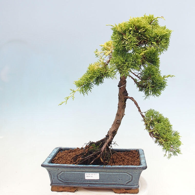Bonsai für draußen - Juniperus chinensis plumosa aurea