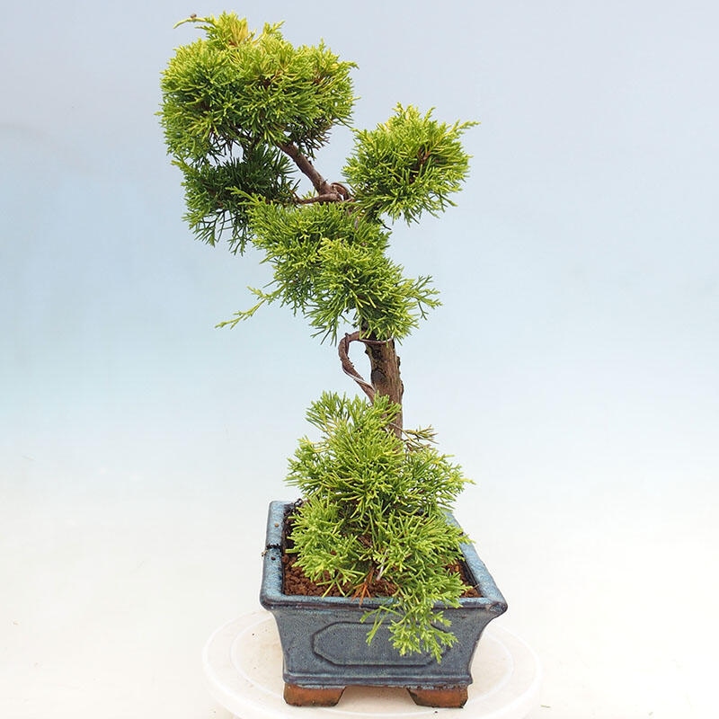 Bonsai für draußen - Juniperus chinensis plumosa aurea