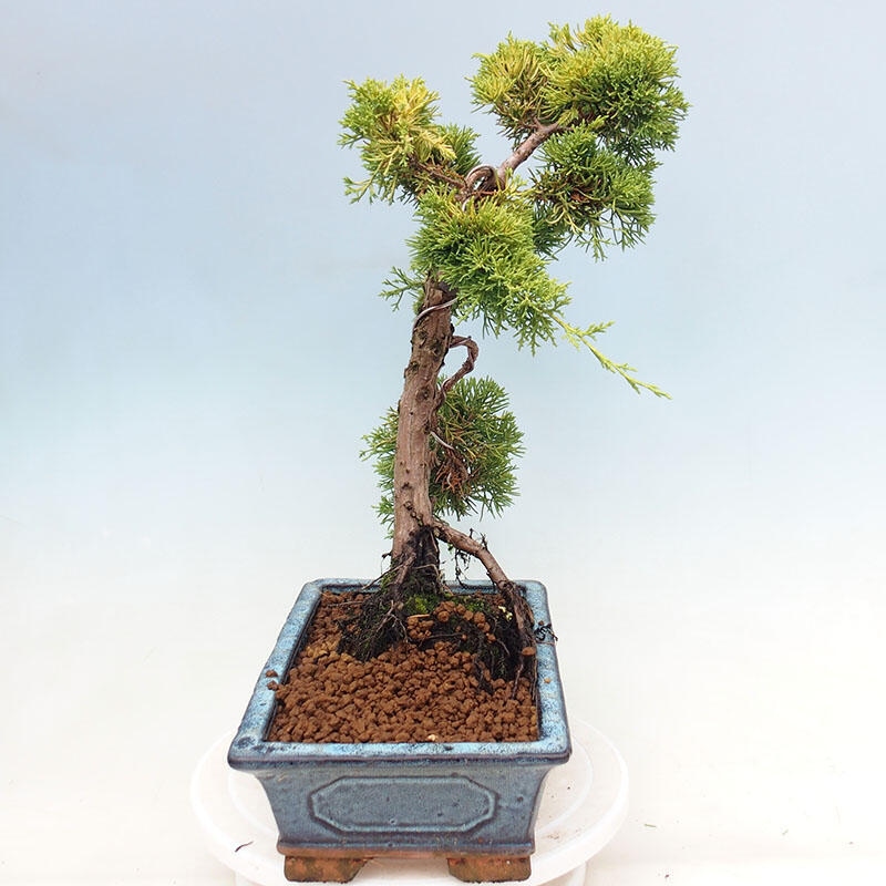 Bonsai für draußen - Juniperus chinensis plumosa aurea