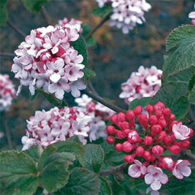 Bonsai für draußen - Kalina Bodnanská - Viburum carlesii hemsi