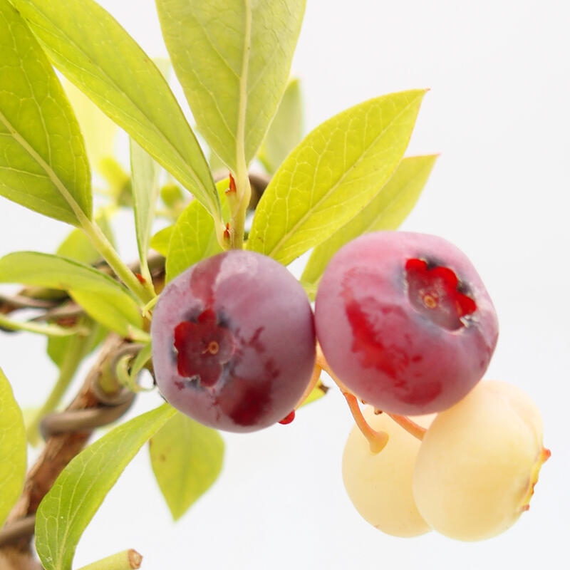 Bonsai für draußen - Kanadische Heidelbeere - Vaccinium corymbosum