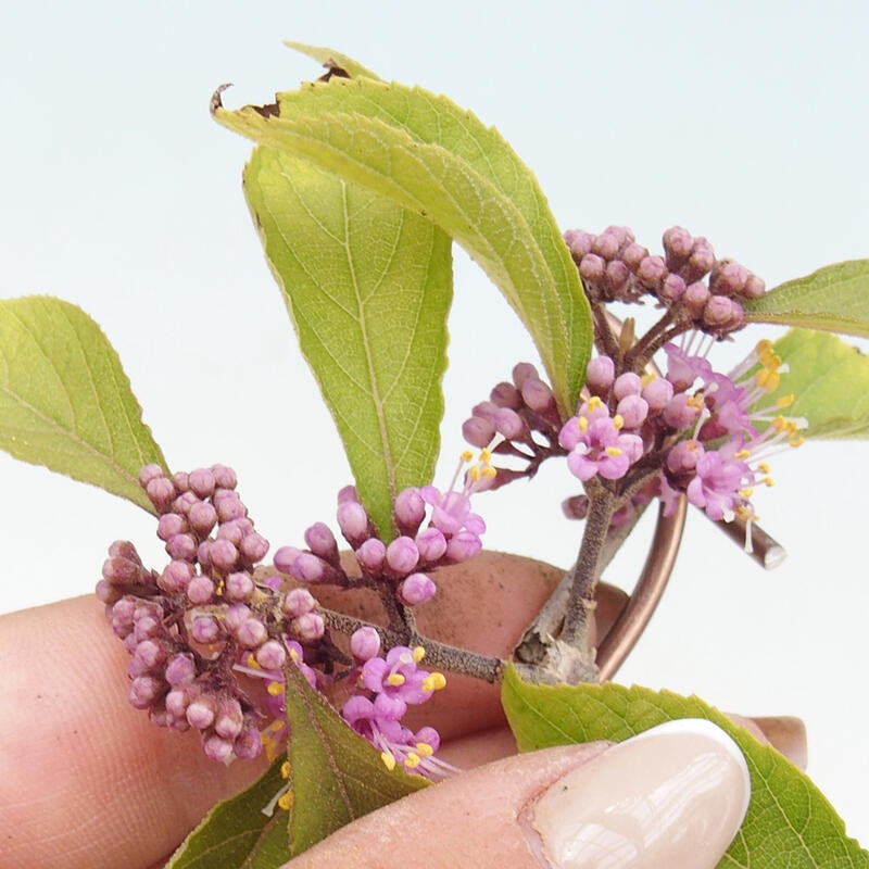 Outdoor-Bonsai - Callicarpa bodinierova Wucherung