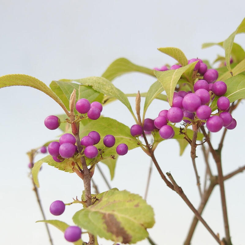 Bonsai für draußen - Callicarpa japonica