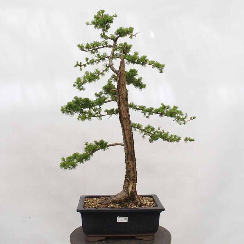 Bonsai für draußen -Larix decidua - Lärche