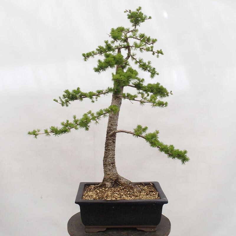 Bonsai für draußen -Larix decidua - Lärche