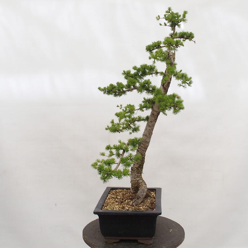 Bonsai für draußen -Larix decidua - Lärche