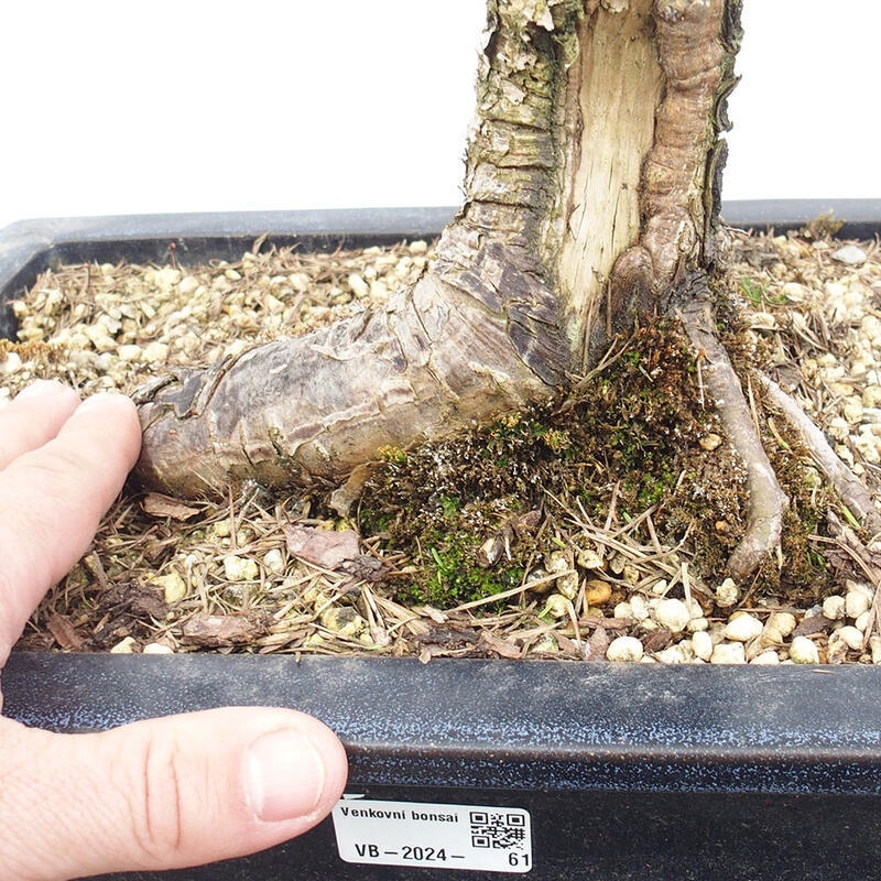 Bonsai für draußen -Larix decidua - Lärche