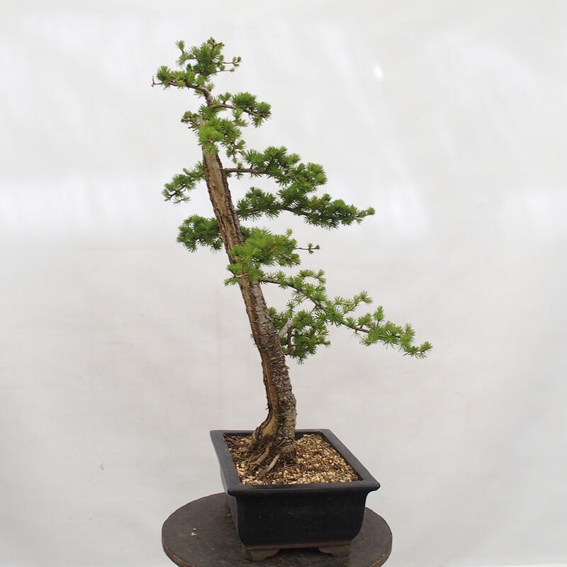 Bonsai für draußen -Larix decidua - Lärche