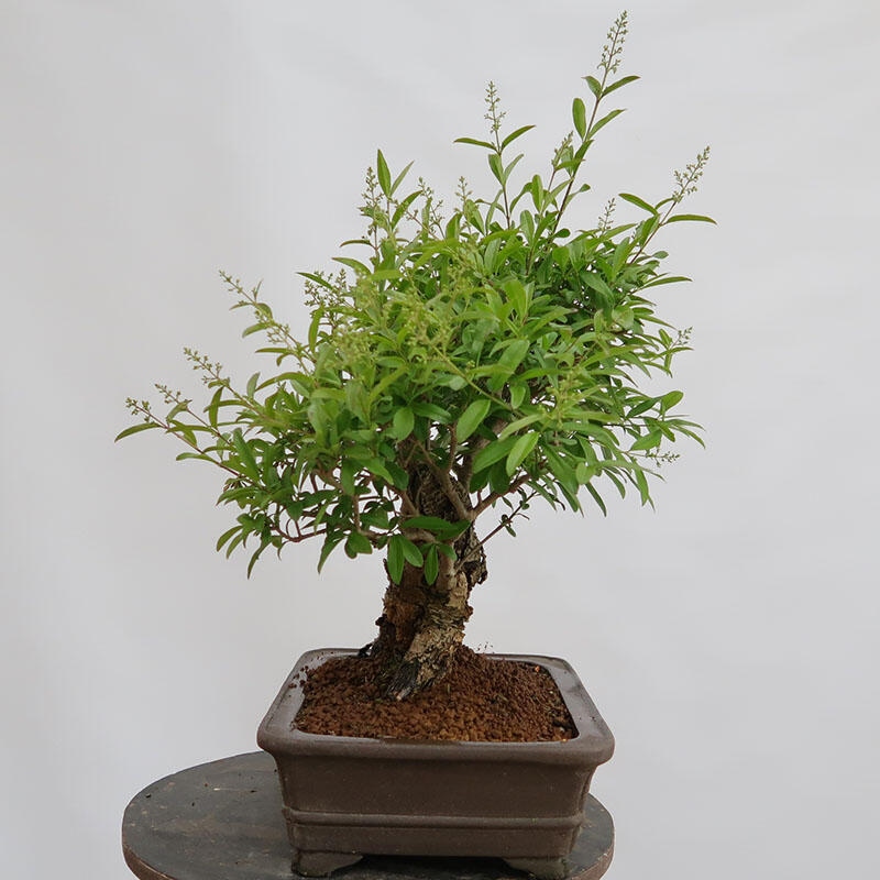 Bonsai für draußen - Ligustrum vulgare - Vogelschnabel