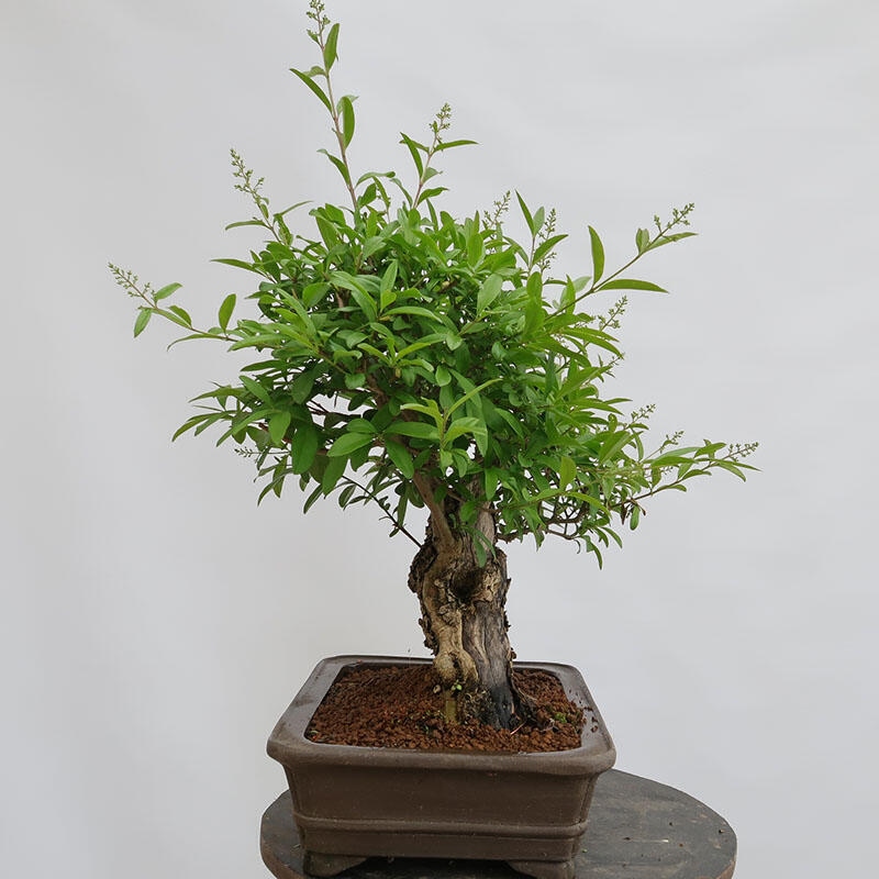Bonsai für draußen - Ligustrum vulgare - Vogelschnabel