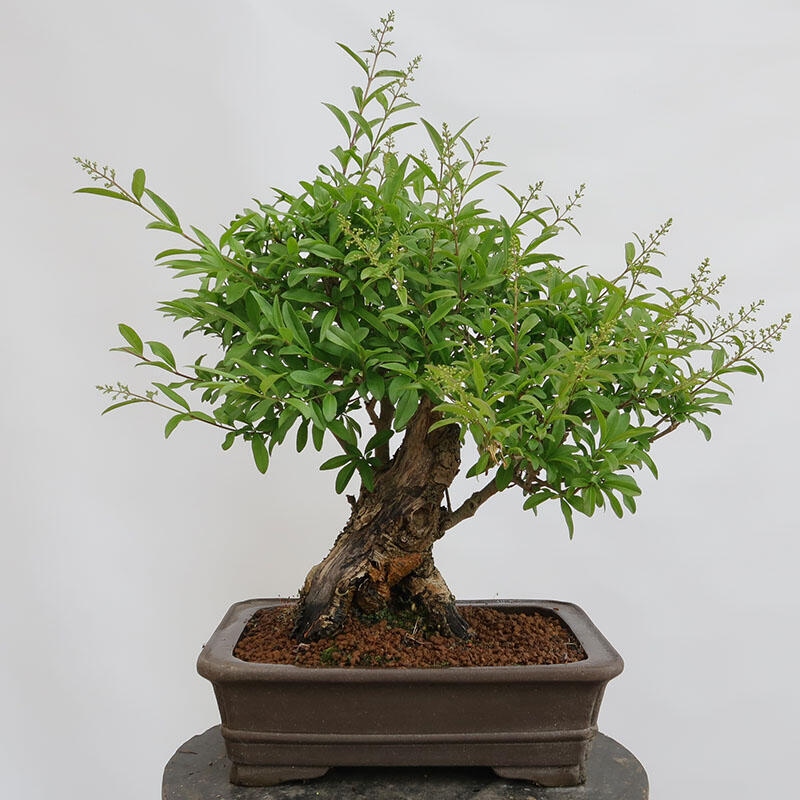 Bonsai für draußen - Ligustrum vulgare - Vogelschnabel