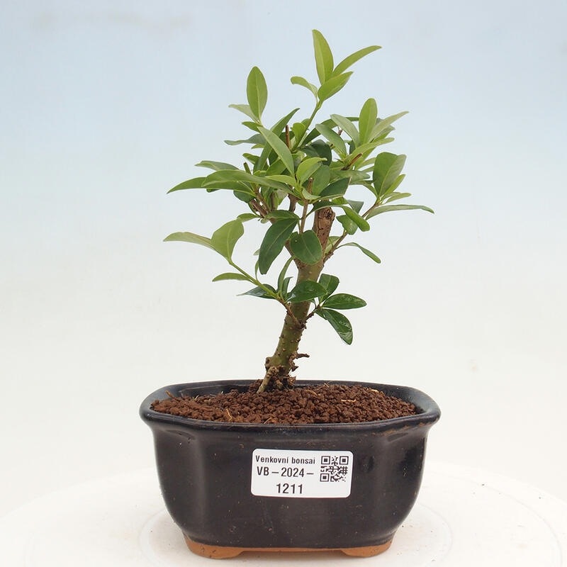 Bonsai für draußen - Ligustrum vulgare - Vogelschnabel