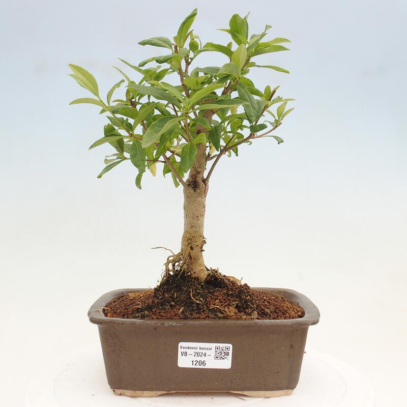 Bonsai für draußen - Ligustrum vulgare - Vogelschnabel