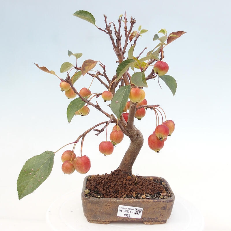 Outdoor-Bonsai -Malus halliana - Kleinfrüchtiger Apfelbaum