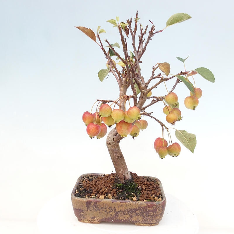 Outdoor-Bonsai -Malus halliana - Kleinfrüchtiger Apfelbaum