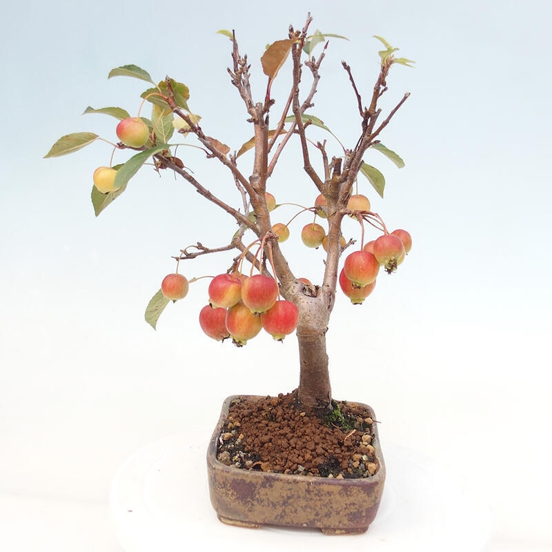 Outdoor-Bonsai -Malus halliana - Kleinfrüchtiger Apfelbaum
