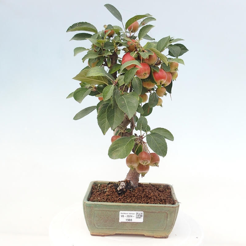 Outdoor-Bonsai -Malus halliana - Kleinfrüchtiger Apfelbaum