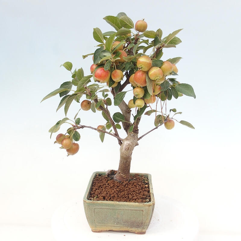 Outdoor-Bonsai -Malus halliana - Kleinfrüchtiger Apfelbaum