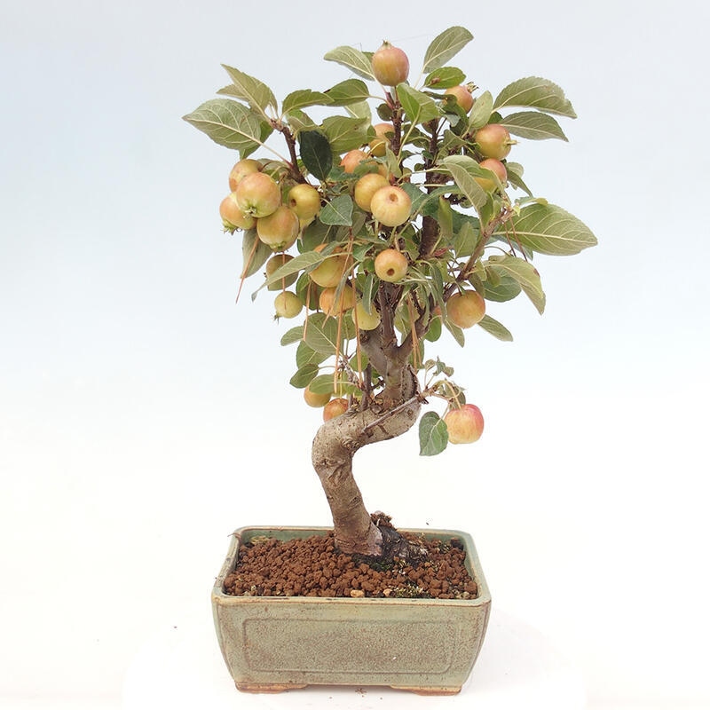 Outdoor-Bonsai -Malus halliana - Kleinfrüchtiger Apfelbaum