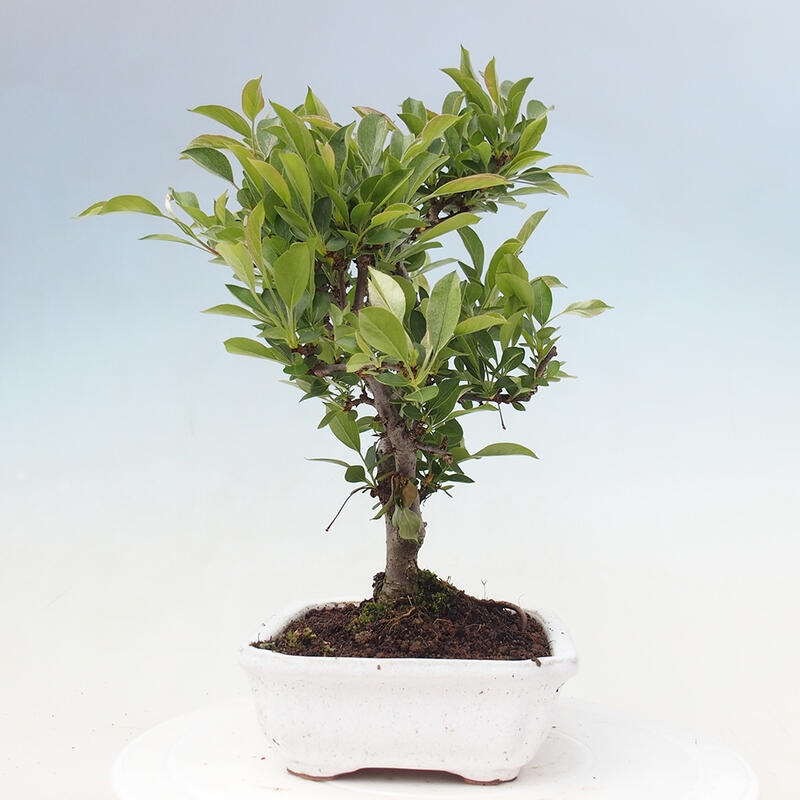 Outdoor Bonsai - Malus sargentii - Kleinfrüchtiger Apfelbaum