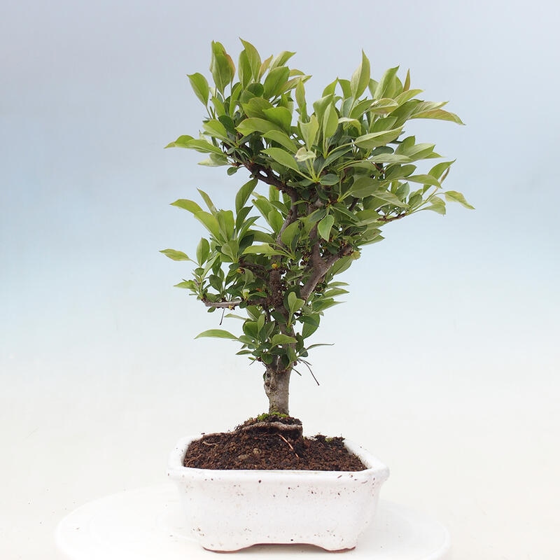 Outdoor Bonsai - Malus sargentii - Kleinfrüchtiger Apfelbaum