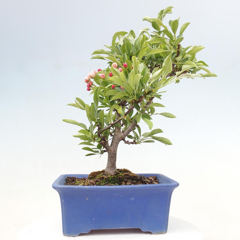 Outdoor Bonsai - Malus sargentii - Kleinfrüchtiger Apfelbaum