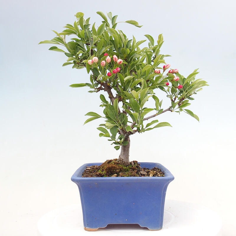 Outdoor Bonsai - Malus sargentii - Kleinfrüchtiger Apfelbaum