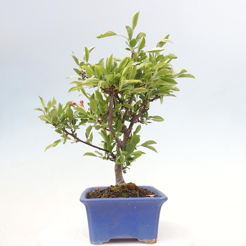 Outdoor Bonsai - Malus sargentii - Kleinfrüchtiger Apfelbaum