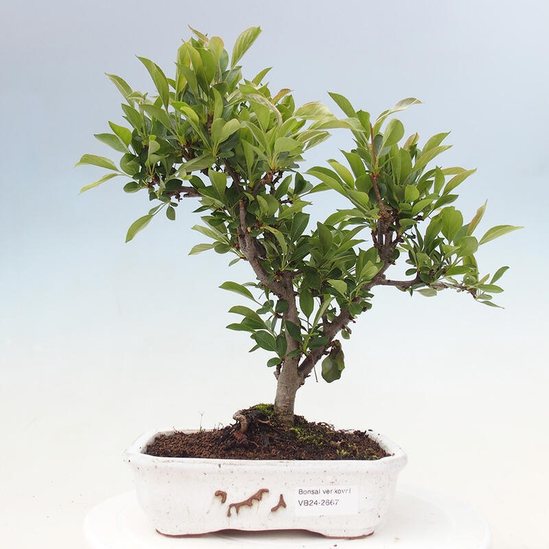 Outdoor Bonsai - Malus sargentii - Kleinfrüchtiger Apfelbaum