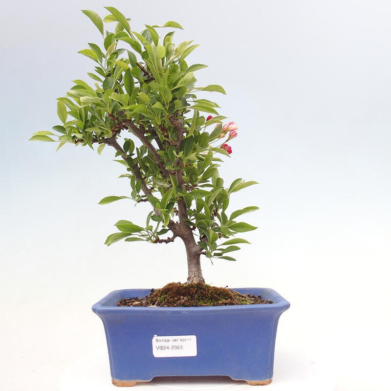 Outdoor Bonsai - Malus sargentii - Kleinfrüchtiger Apfelbaum