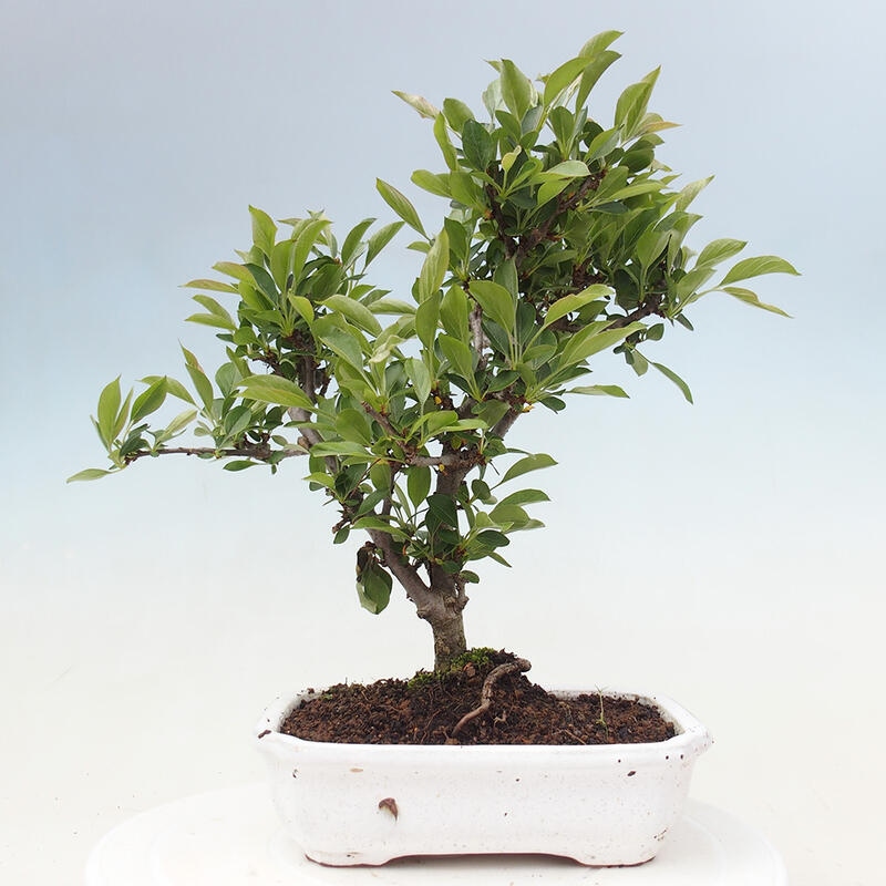 Outdoor Bonsai - Malus sargentii - Kleinfrüchtiger Apfelbaum