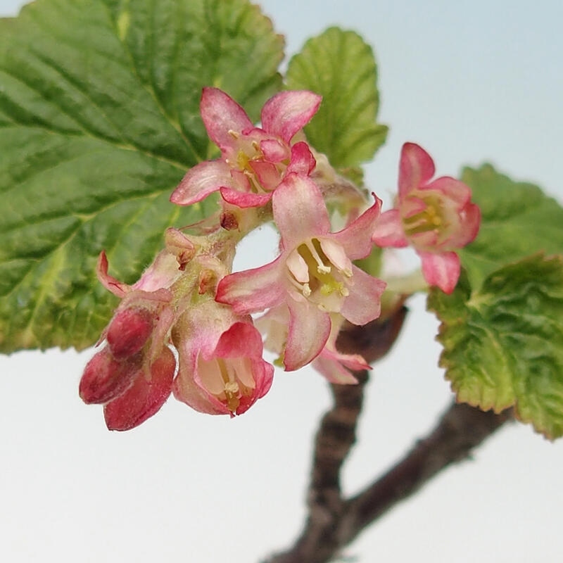 Bonsai für draußen - Ribes sanguneum