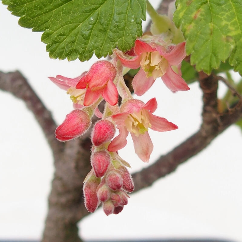 Bonsai für draußen - Ribes sanguneum