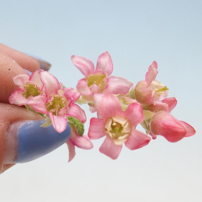 Bonsai für draußen - Ribes sanguneum